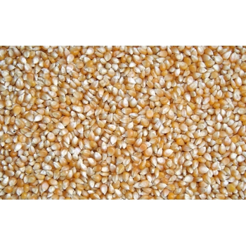 Kukurydza Popcorn - 5kg (dla gołębi, ptaków, gryzoni)